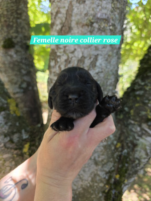 Chiot N°5