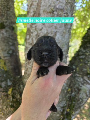 Chiot N°6
