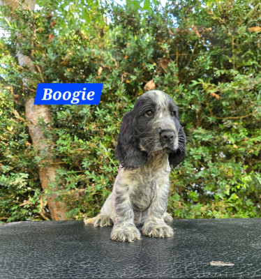 Boogie