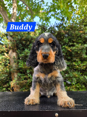 Buddy