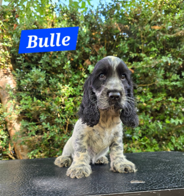 Bulle