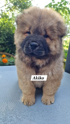 AKIKO