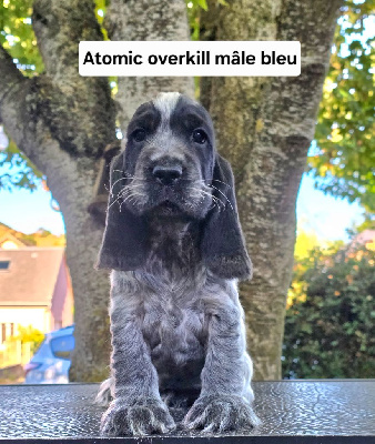 Atomic Overkill 