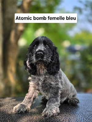 Atomic Bomb