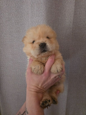 CHIOT 1