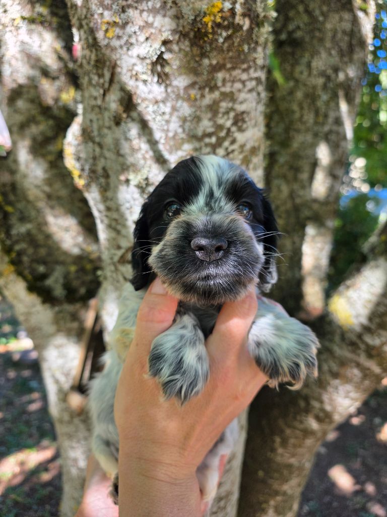 Du Domaine De L'Eternel Filou - Chiots disponibles - Cocker Spaniel Anglais