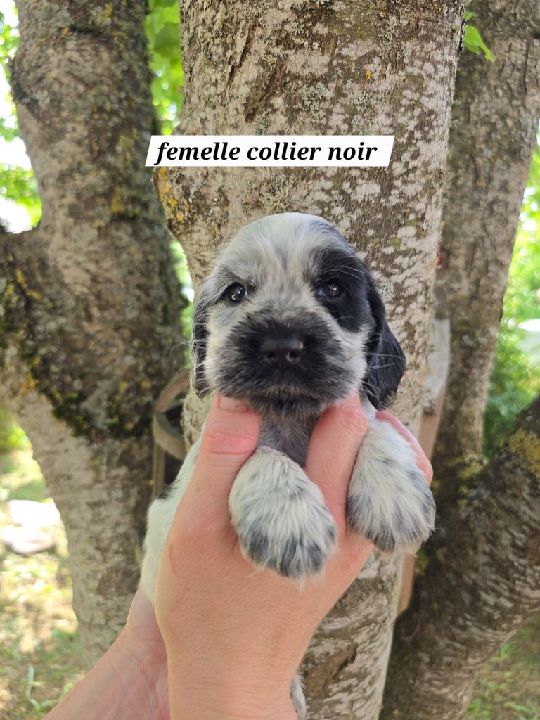 Du Domaine De L'Eternel Filou - Chiots disponibles - Cocker Spaniel Anglais