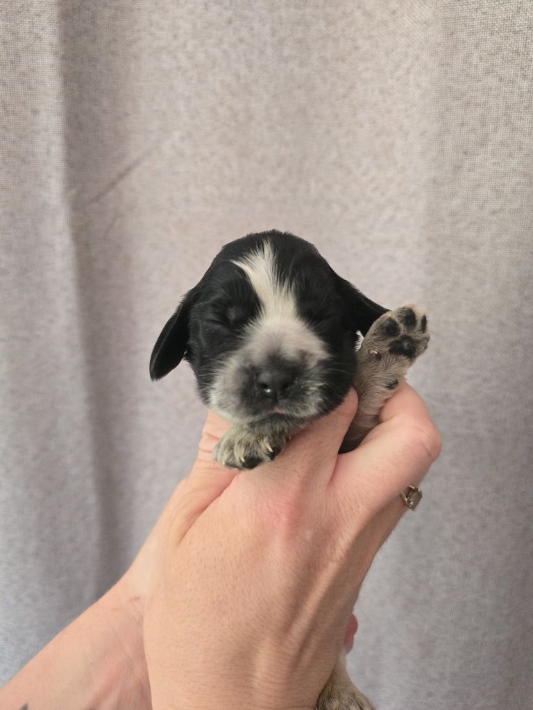 Du Domaine De L'Eternel Filou - Chiots disponibles - Cocker Spaniel Anglais