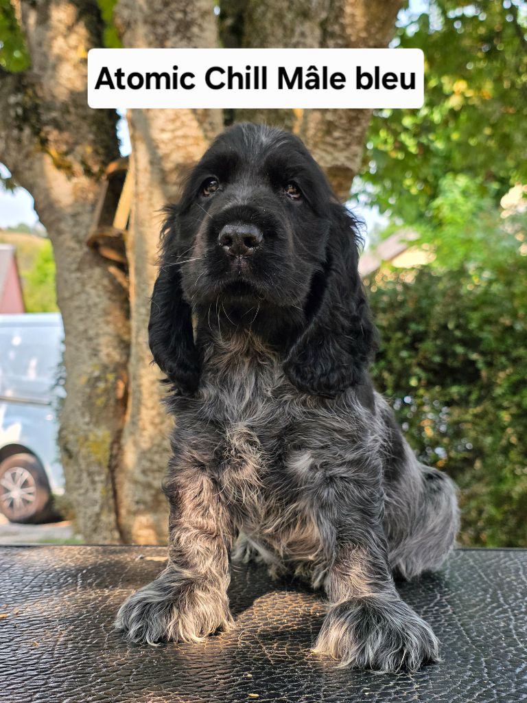 Du Domaine De L'Eternel Filou - Chiots disponibles - Cocker Spaniel Anglais