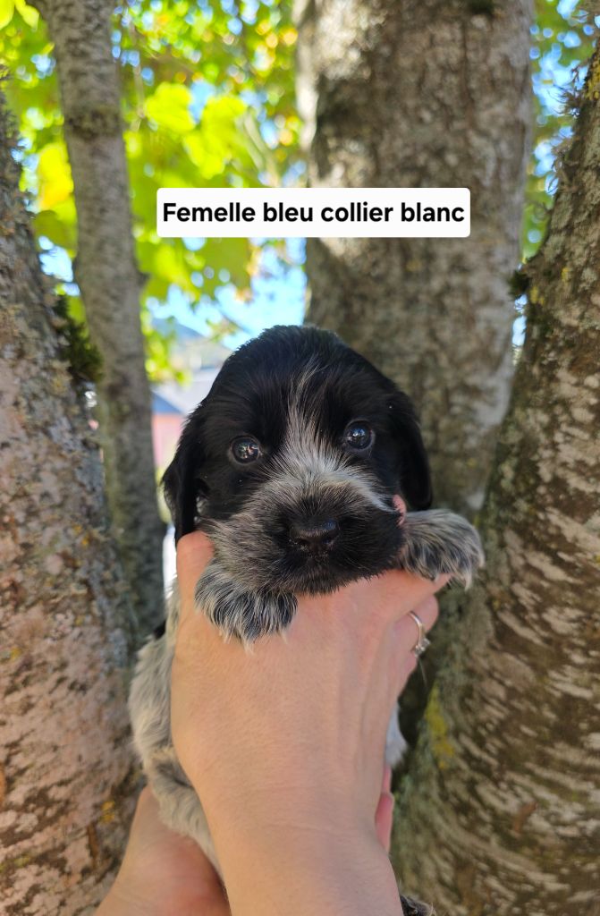 Du Domaine De L'Eternel Filou - Chiots disponibles - Cocker Spaniel Anglais
