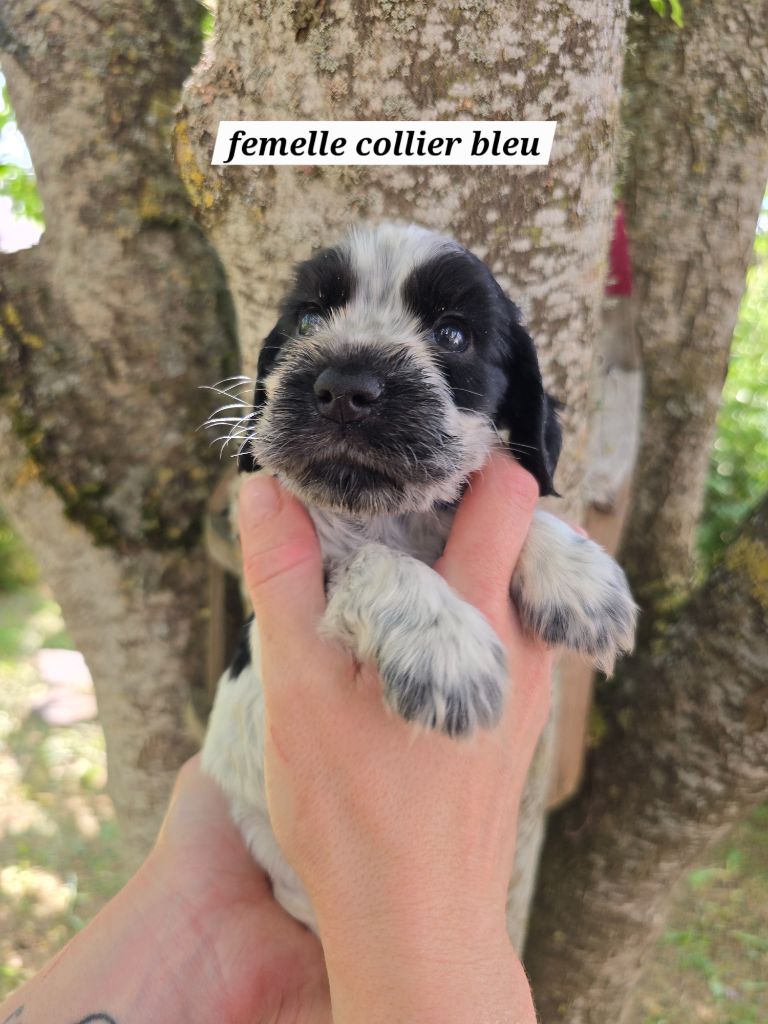Du Domaine De L'Eternel Filou - Chiots disponibles - Cocker Spaniel Anglais