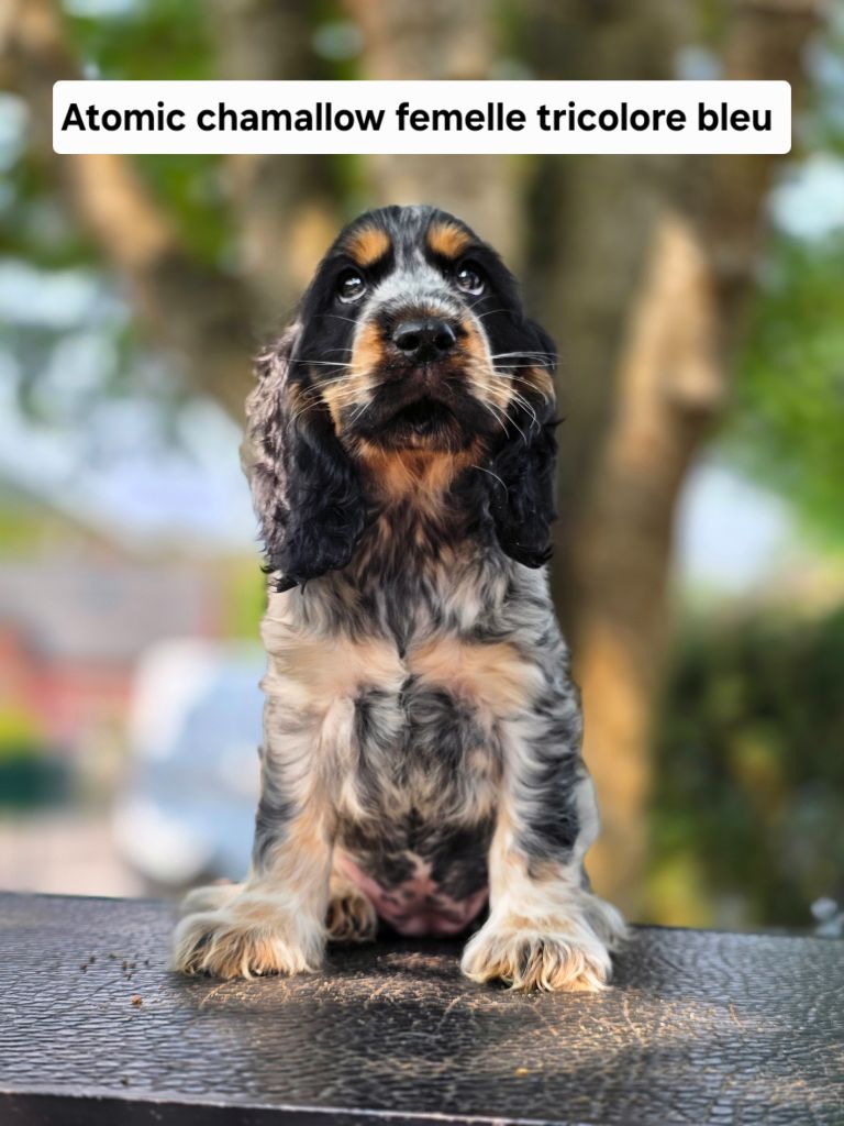 Du Domaine De L'Eternel Filou - Chiots disponibles - Cocker Spaniel Anglais