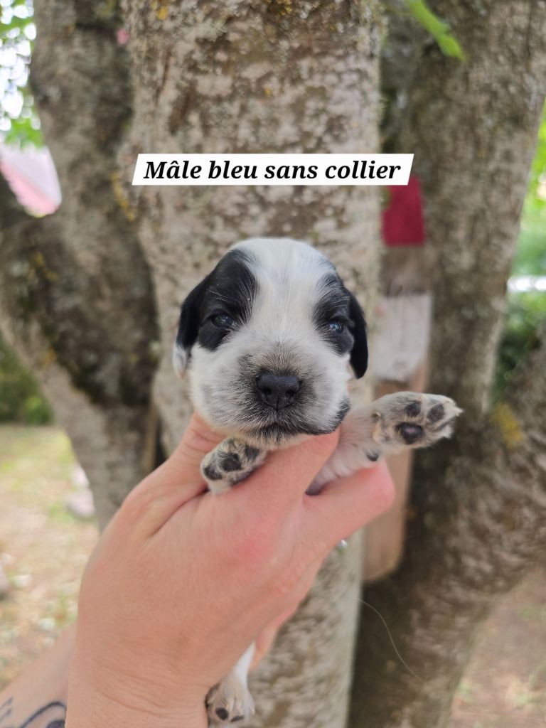 Du Domaine De L'Eternel Filou - Chiots disponibles - Cocker Spaniel Anglais