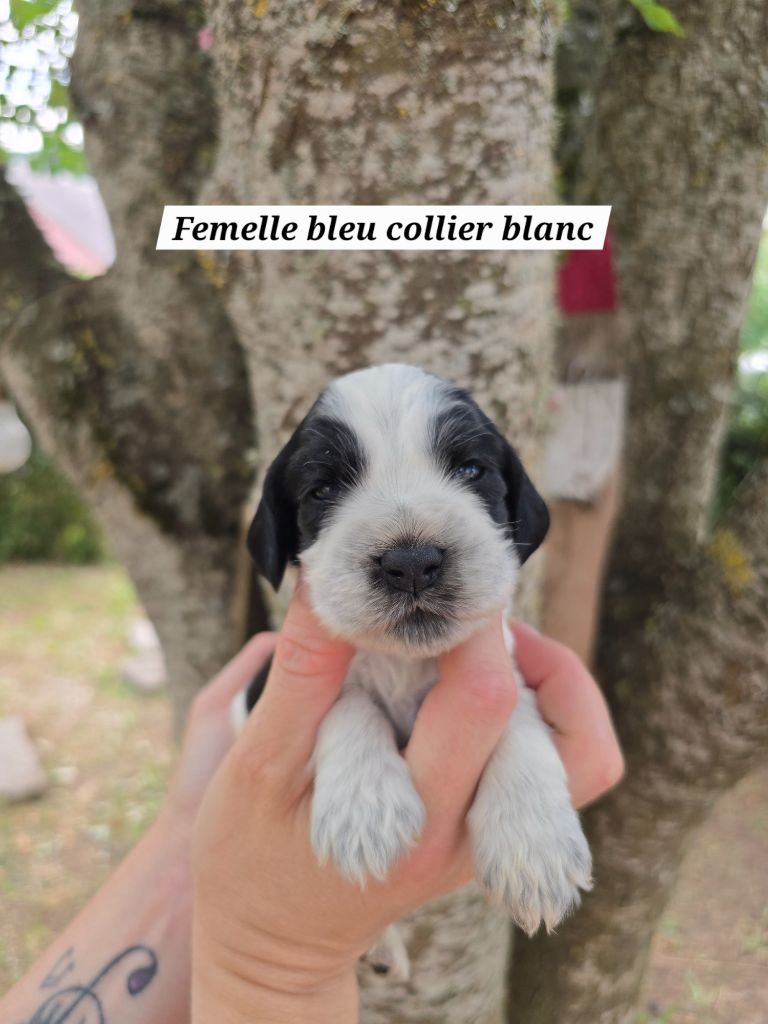 Du Domaine De L'Eternel Filou - Chiots disponibles - Cocker Spaniel Anglais