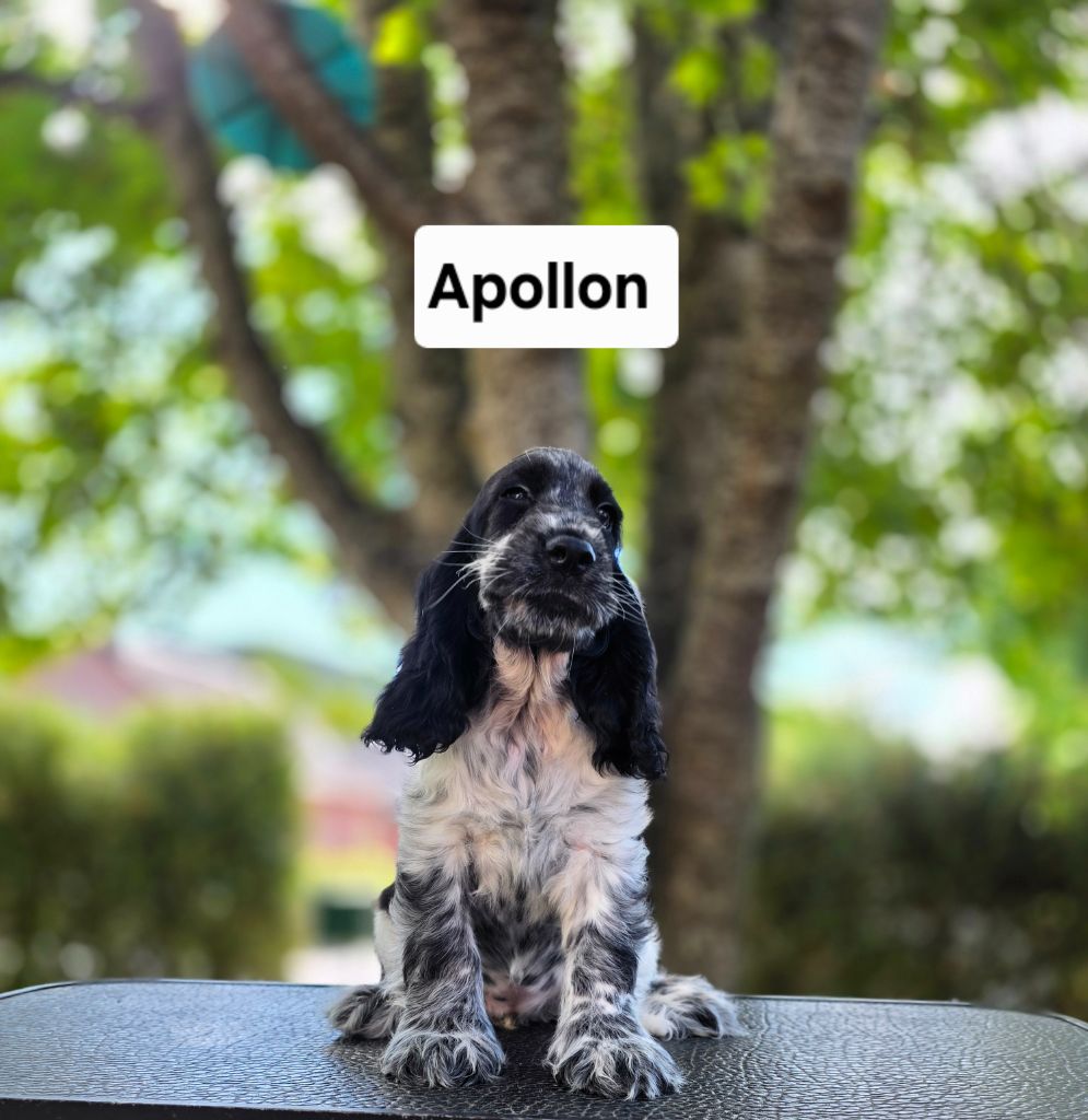 Du Domaine De L'Eternel Filou - Chiots disponibles - Cocker Spaniel Anglais