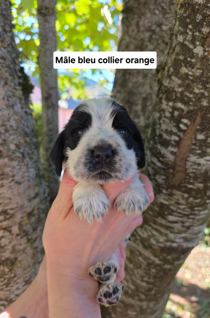 Du Domaine De L'Eternel Filou - Chiots disponibles - Cocker Spaniel Anglais