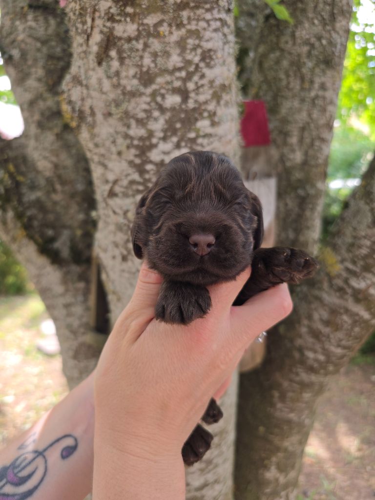 Du Domaine De L'Eternel Filou - Chiots disponibles - Cocker Spaniel Anglais