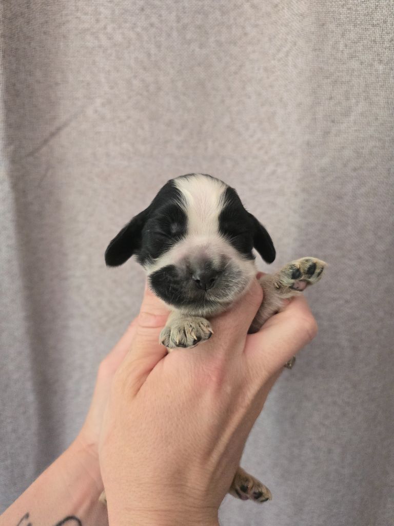 Du Domaine De L'Eternel Filou - Chiots disponibles - Cocker Spaniel Anglais