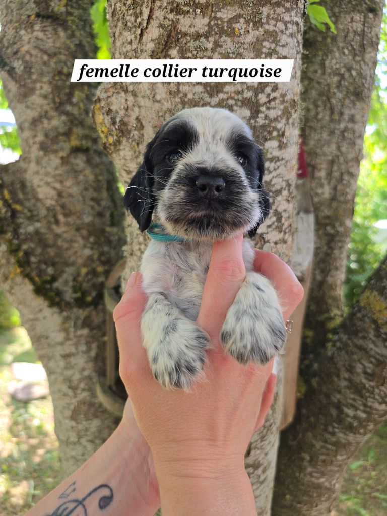 Du Domaine De L'Eternel Filou - Chiots disponibles - Cocker Spaniel Anglais