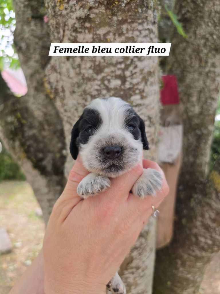 Du Domaine De L'Eternel Filou - Chiots disponibles - Cocker Spaniel Anglais