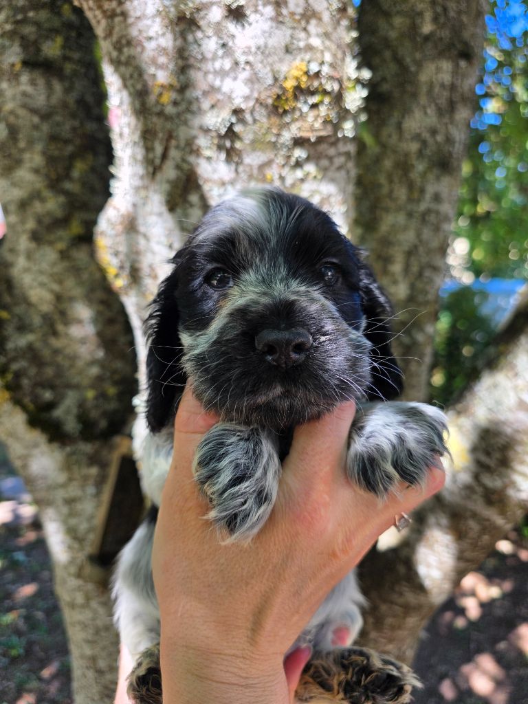 Du Domaine De L'Eternel Filou - Chiots disponibles - Cocker Spaniel Anglais