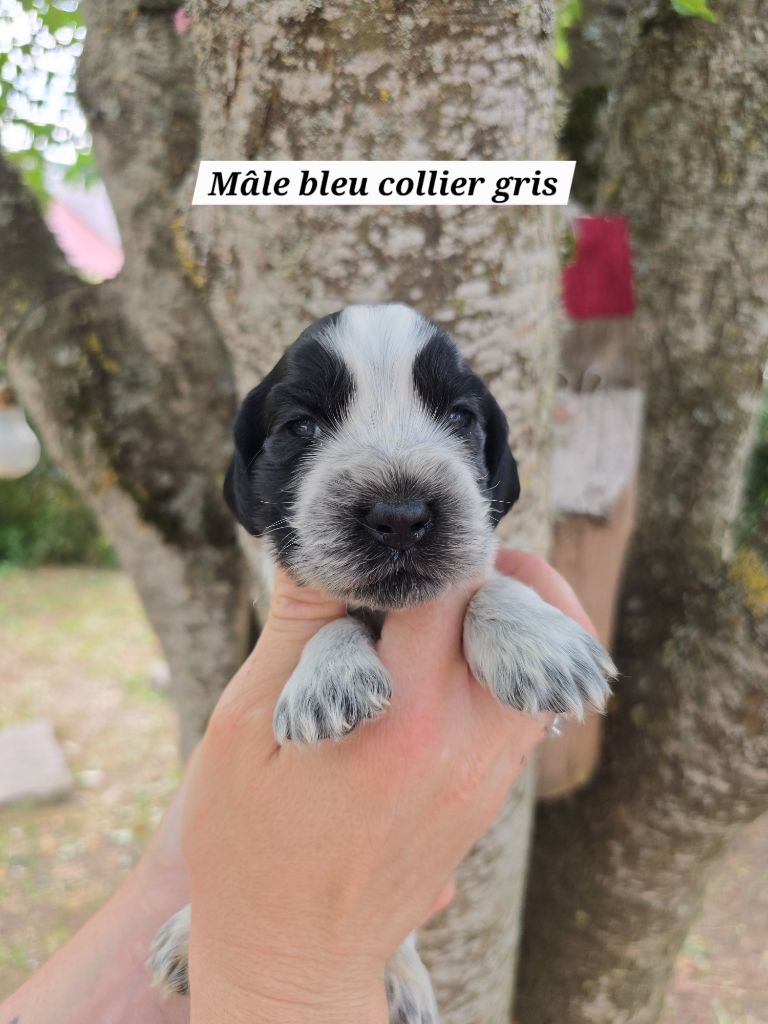 Du Domaine De L'Eternel Filou - Chiots disponibles - Cocker Spaniel Anglais