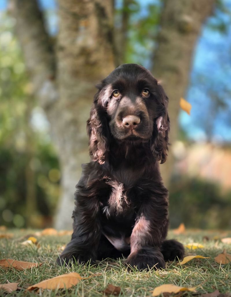 Du Domaine De L'Eternel Filou - Chiots disponibles - Cocker Spaniel Anglais