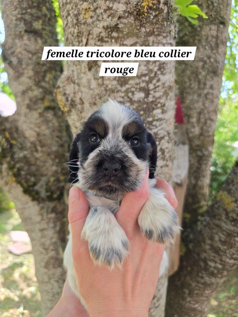 Du Domaine De L'Eternel Filou - Chiots disponibles - Cocker Spaniel Anglais