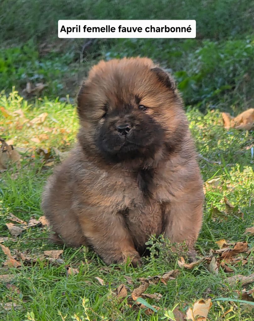 Du Domaine De L'Eternel Filou - Chiots disponibles - Chow Chow