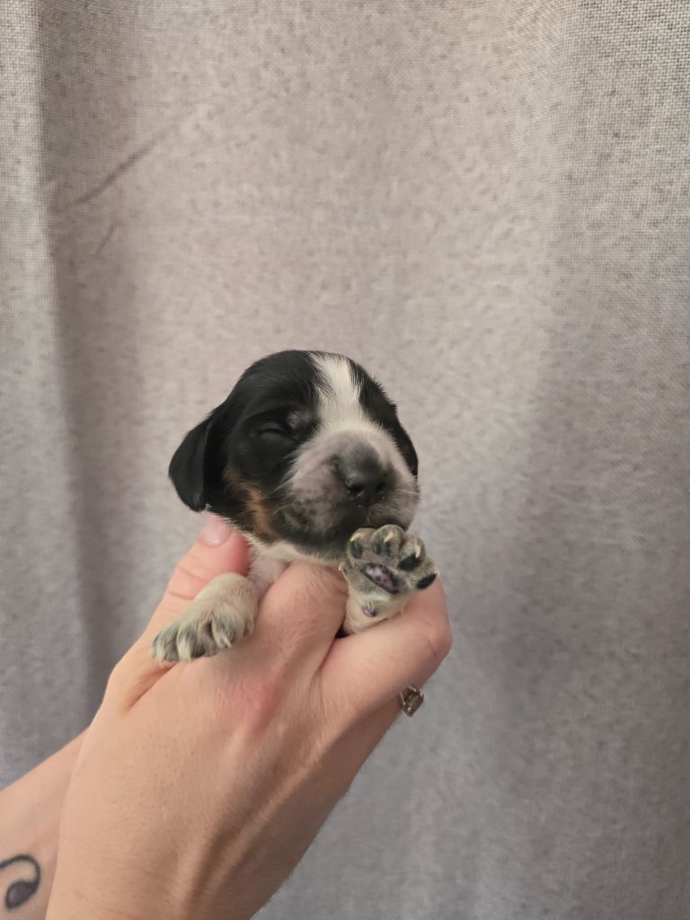 Du Domaine De L'Eternel Filou - Chiots disponibles - Cocker Spaniel Anglais