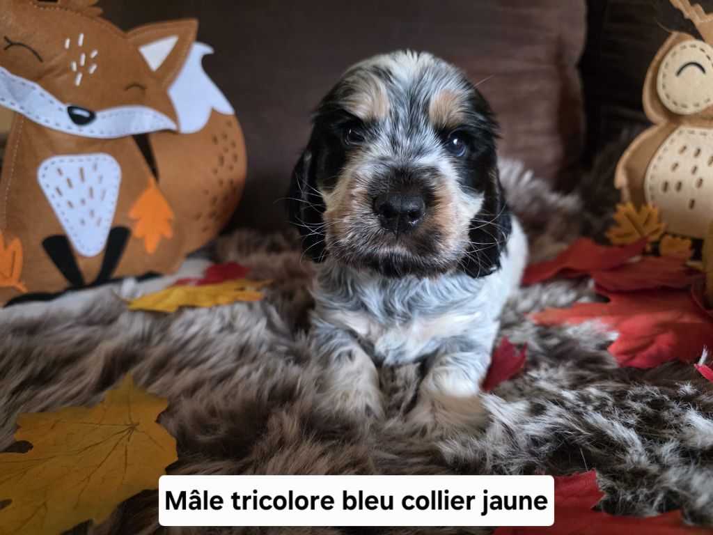 Du Domaine De L'Eternel Filou - Chiots disponibles - Cocker Spaniel Anglais