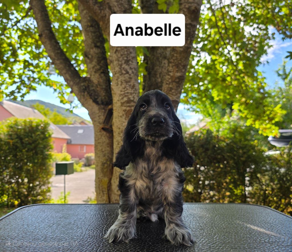 Du Domaine De L'Eternel Filou - Chiots disponibles - Cocker Spaniel Anglais
