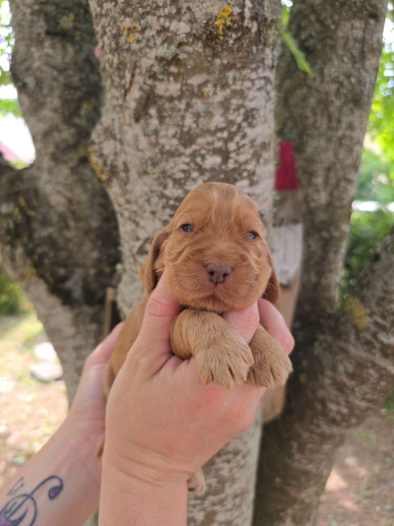Du Domaine De L'Eternel Filou - Chiots disponibles - Cocker Spaniel Anglais