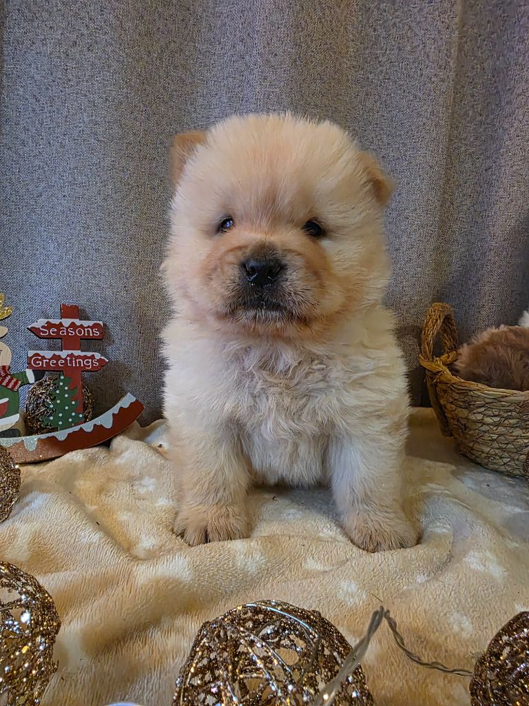 Du Domaine De L'Eternel Filou - Chiots disponibles - Chow Chow