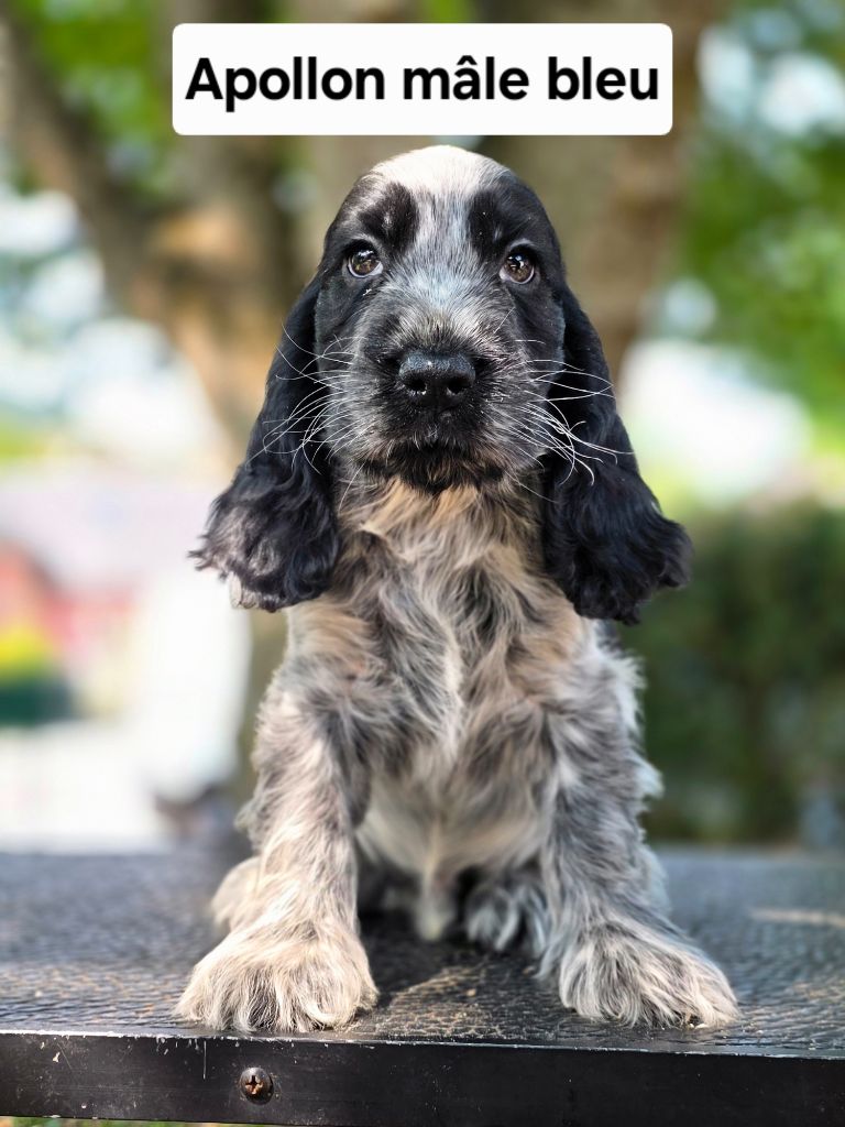 Du Domaine De L'Eternel Filou - Chiots disponibles - Cocker Spaniel Anglais