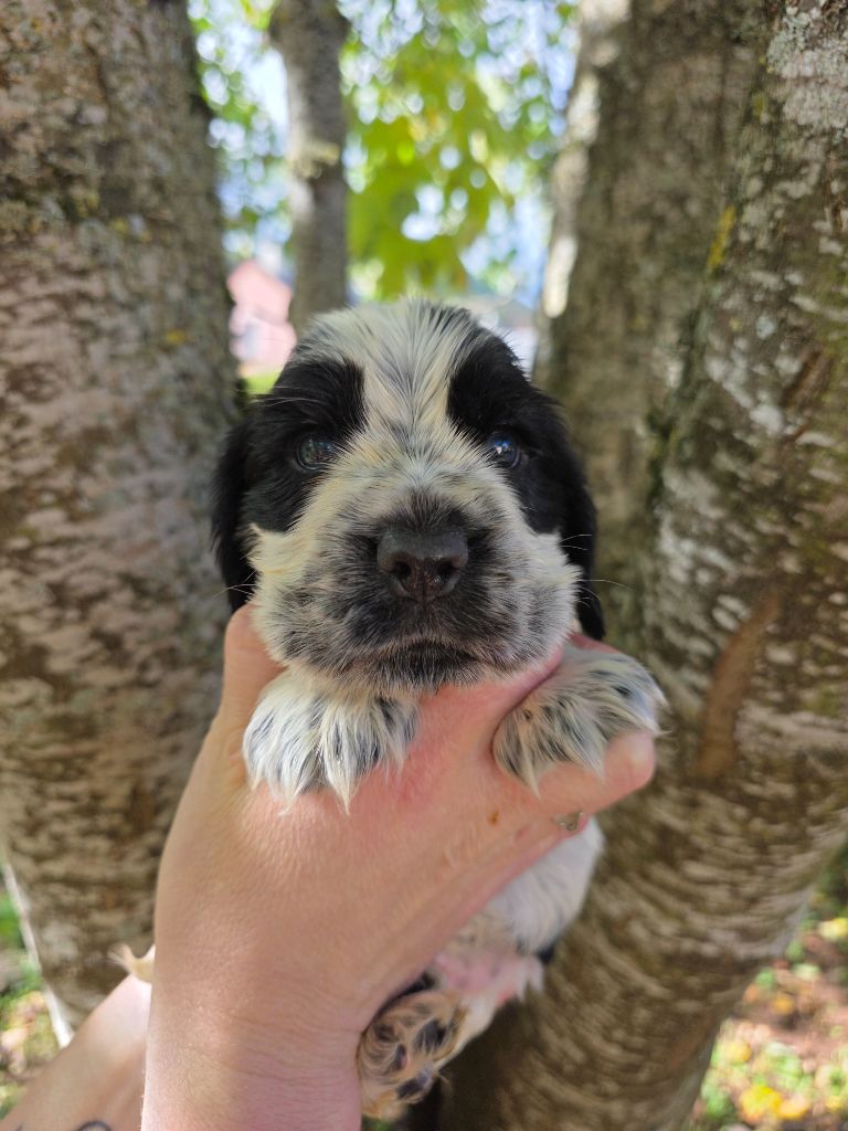 Du Domaine De L'Eternel Filou - Chiots disponibles - Cocker Spaniel Anglais