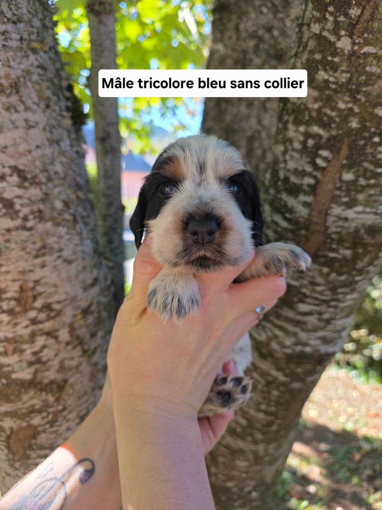 Du Domaine De L'Eternel Filou - Chiots disponibles - Cocker Spaniel Anglais