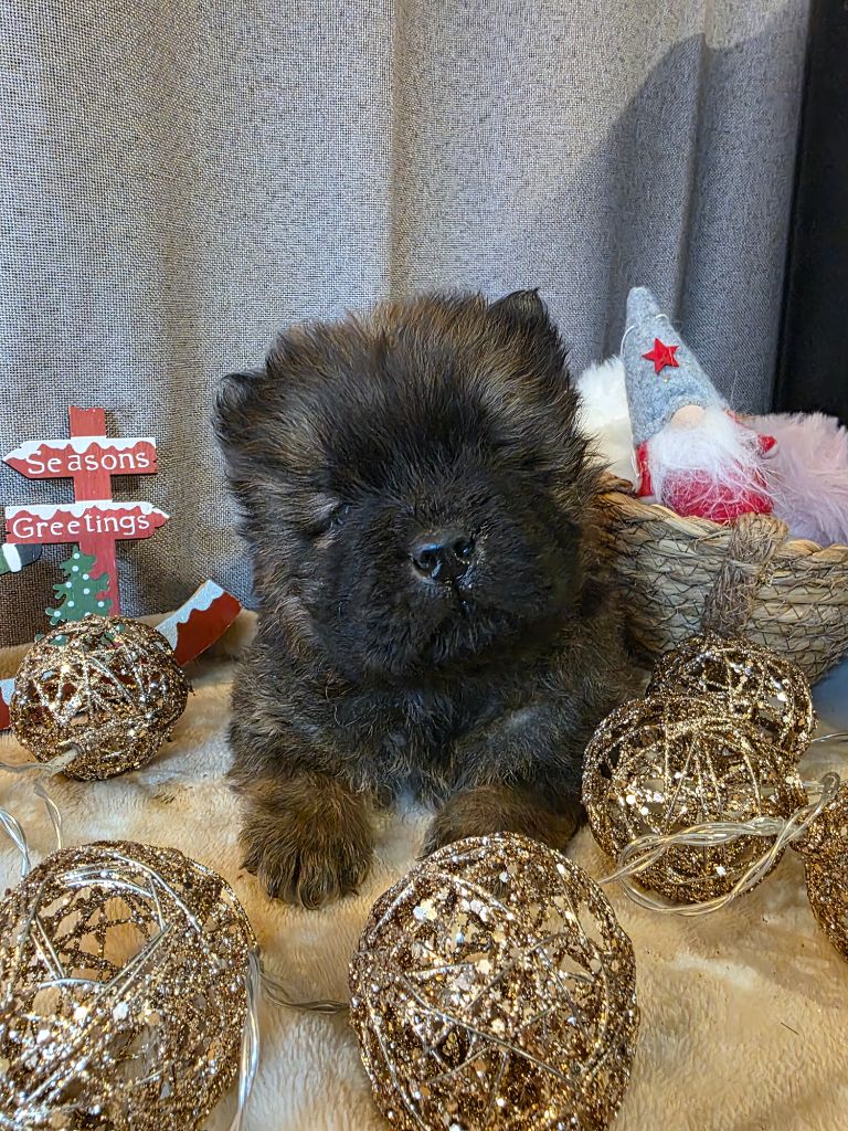 Du Domaine De L'Eternel Filou - Chiots disponibles - Chow Chow