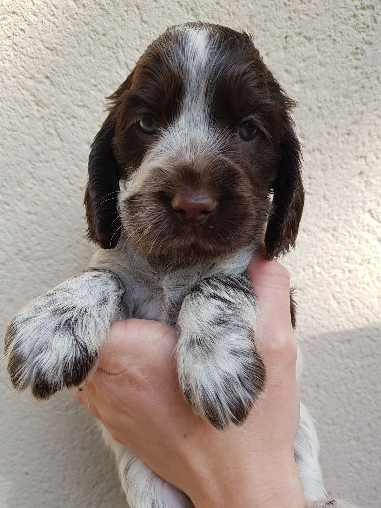 CHIOT
