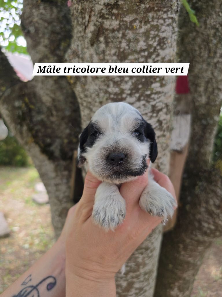 Du Domaine De L'Eternel Filou - Chiots disponibles - Cocker Spaniel Anglais