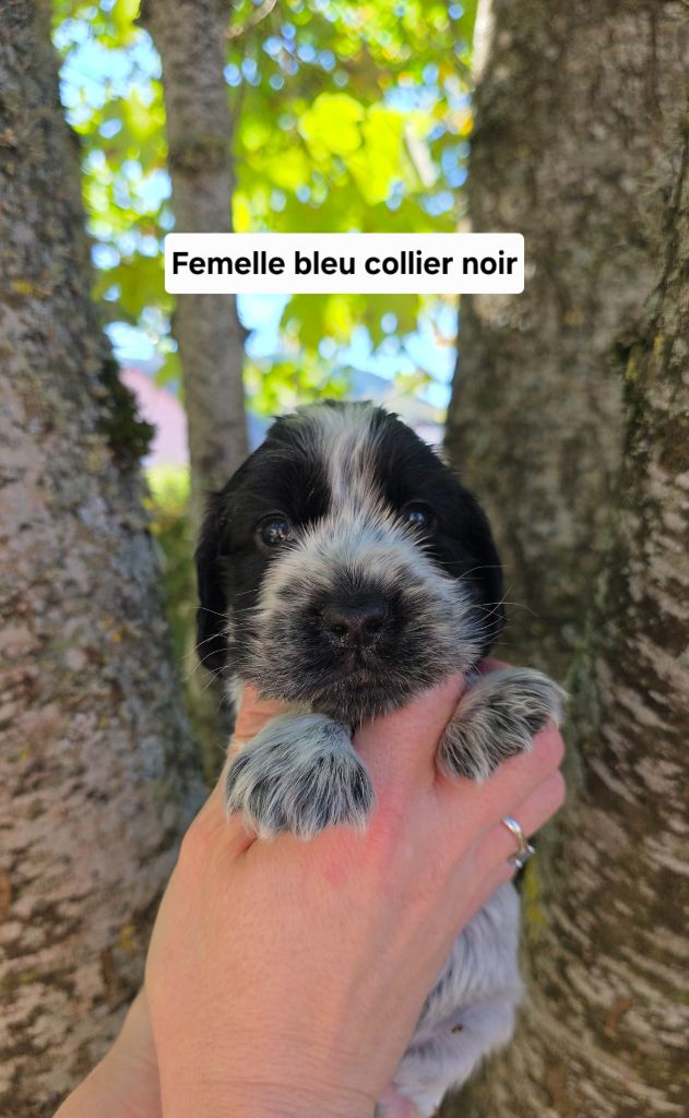 Du Domaine De L'Eternel Filou - Chiots disponibles - Cocker Spaniel Anglais