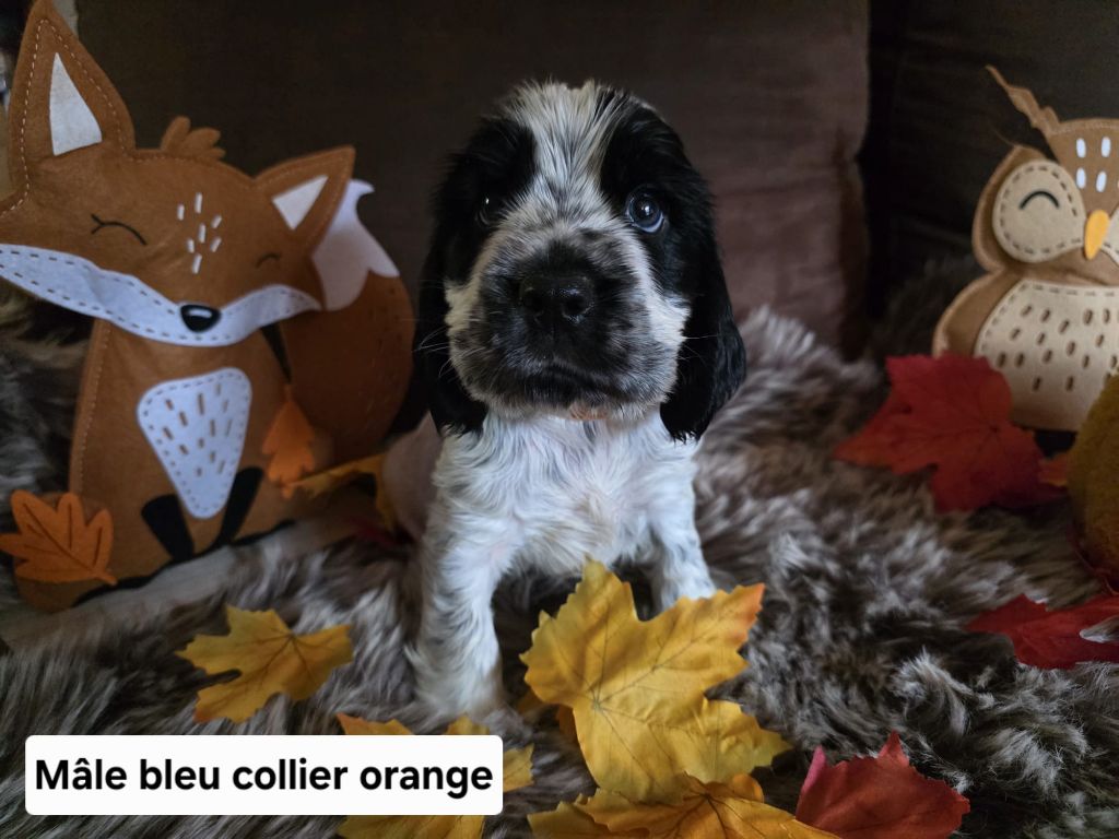 Du Domaine De L'Eternel Filou - Chiots disponibles - Cocker Spaniel Anglais