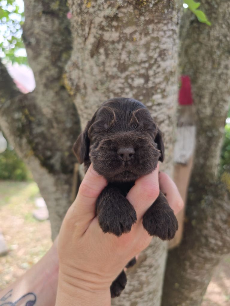 Du Domaine De L'Eternel Filou - Chiots disponibles - Cocker Spaniel Anglais