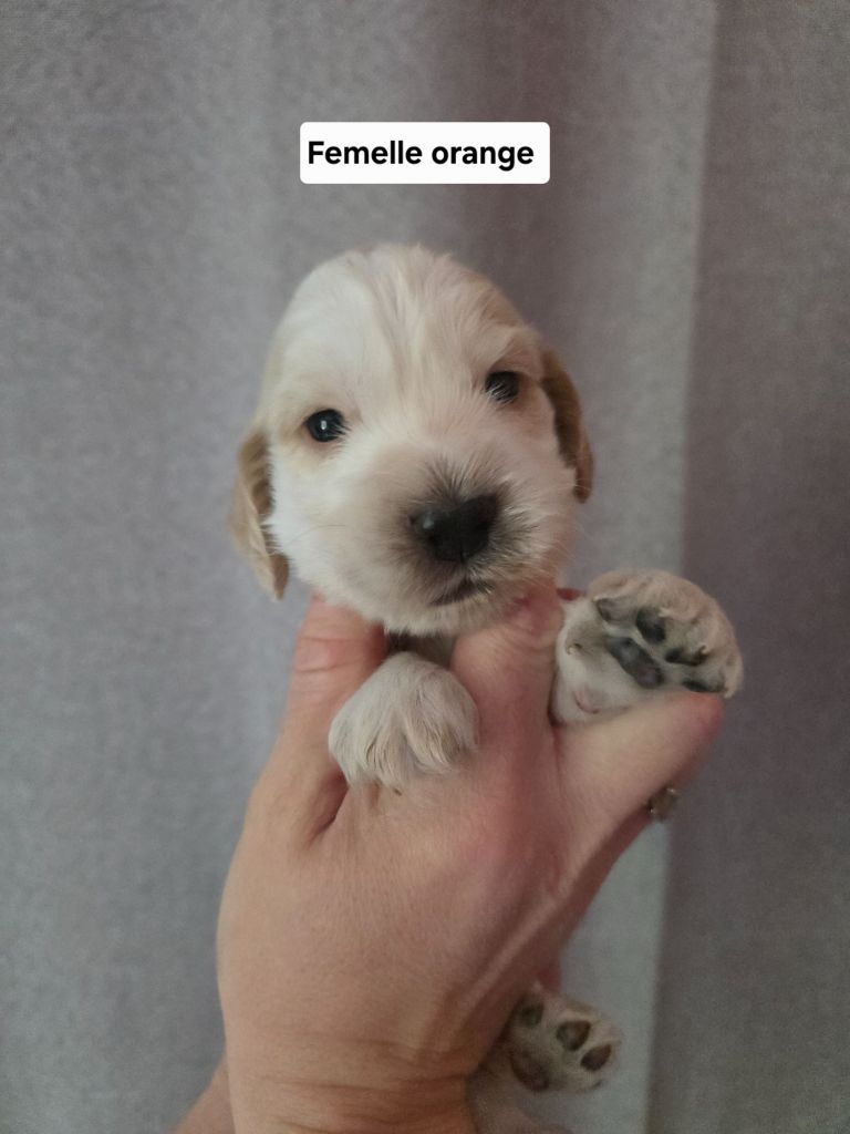 Du Domaine De L'Eternel Filou - Chiots disponibles - Cocker Spaniel Anglais