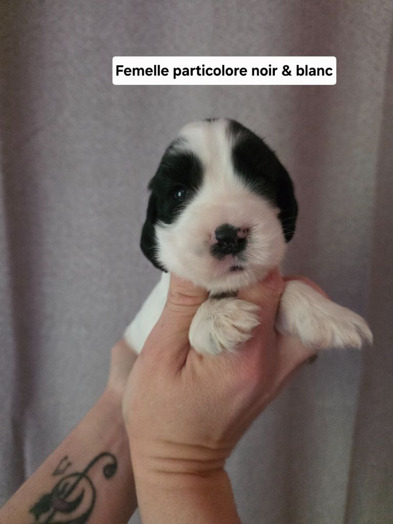 Du Domaine De L'Eternel Filou - Chiots disponibles - Cocker Spaniel Anglais