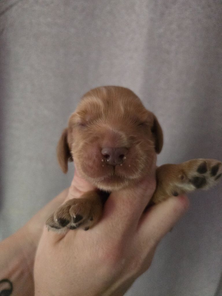 Du Domaine De L'Eternel Filou - Chiots disponibles - Cocker Spaniel Anglais