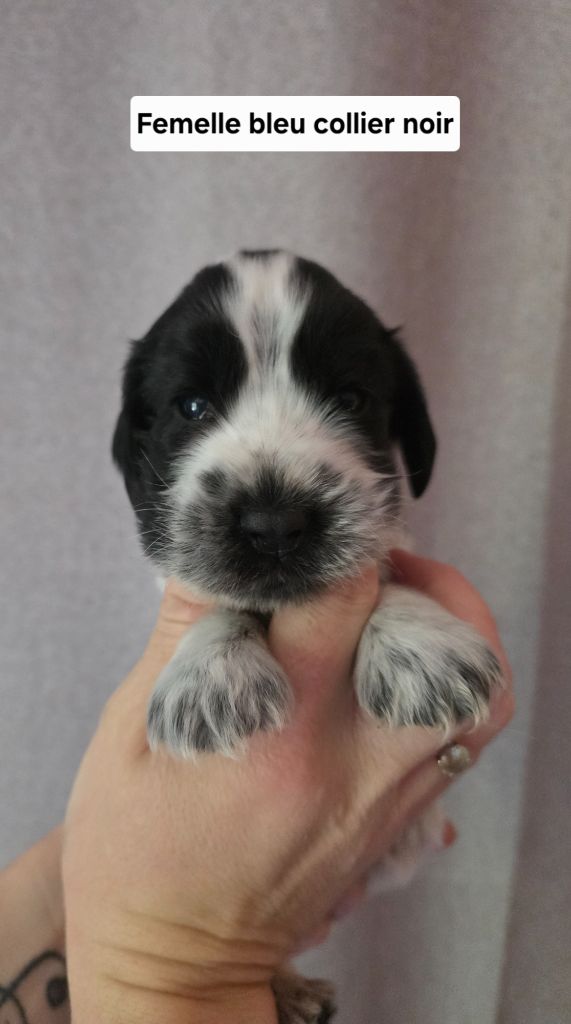 Du Domaine De L'Eternel Filou - Chiots disponibles - Cocker Spaniel Anglais