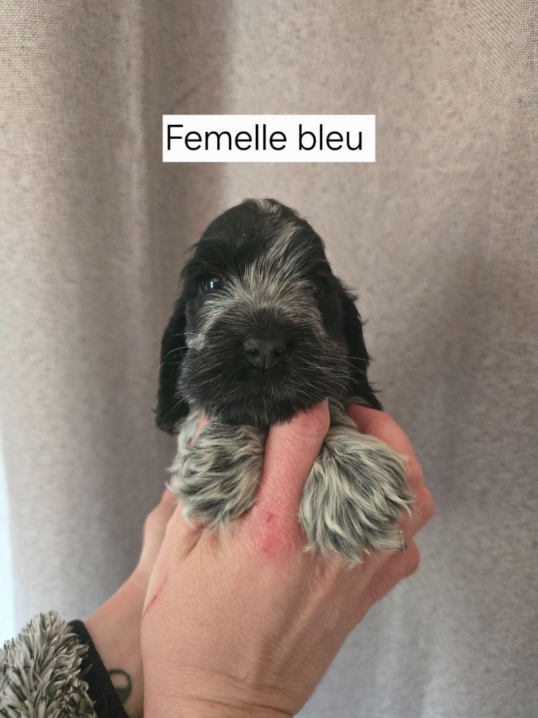 Du Domaine De L'Eternel Filou - Chiots disponibles - Cocker Spaniel Anglais