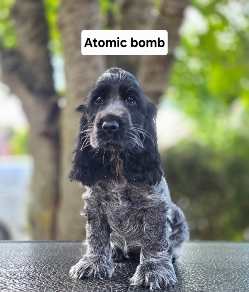 Du Domaine De L'Eternel Filou - Chiots disponibles - Cocker Spaniel Anglais